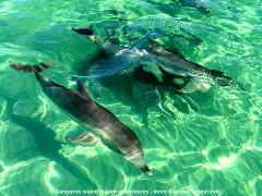 Island Explorer Tour (incl. Dolphin Swim) 1st April - 30 November (emu bay departure)